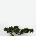 Scopri quando piantare i semi di bonsai per una crescita ottimale