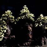 Come Fare Un Bonsai Di Ficus Benjamin Segui una guida dettagliata su come fare un bonsai di ficus benjamin