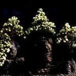 Segui una guida dettagliata su come fare un bonsai di ficus benjamin