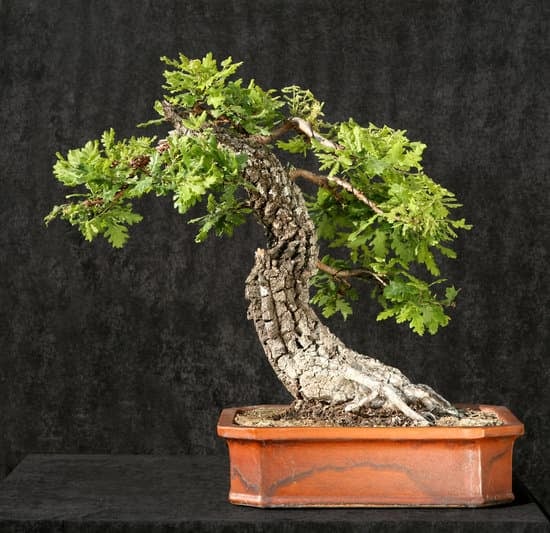 Come Curare Un Bonsai Di Bosso 1 Scopri come curare un bonsai di bosso con i nostri consigli esperti