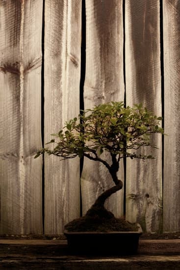 Come Fare Un Bonsai Olivo 1 Guida passo passo su come fare un bonsai olivo per principianti