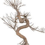 Come Fare in Casa Il Liquido Jin Per Bonsai Guida pratica: come preparare in casa il liquido jin per bonsai