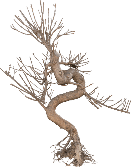 Guida pratica: come preparare in casa il liquido jin per bonsai