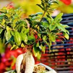 Come Curare Il Ficus Ginseng Bonsai Scopri come curare il tuo albero Ficus Ginseng Bonsai con semplici consigli