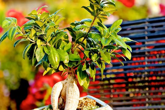 Scopri come curare il tuo albero Ficus Ginseng Bonsai con semplici consigli