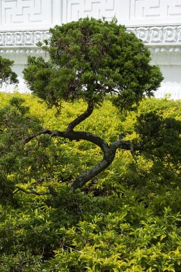 Come Potare Bonsai Ginseng 1 Scopri come potare il tuo bonsai ginseng con precisione e cura