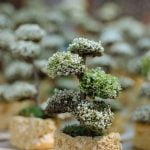 Quando Potare Il Melo Bonsai Scadenze importanti per potatura del melo bonsai: quando e perché