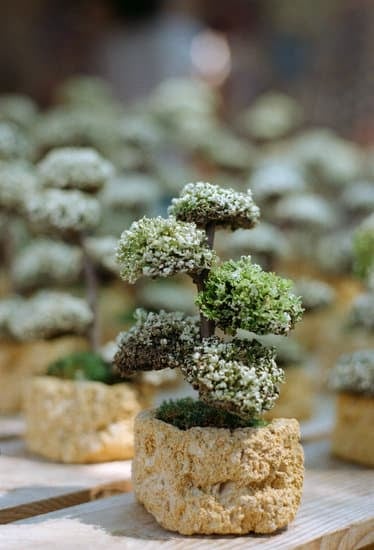 Quando Potare Il Melo Bonsai 1 Scadenze importanti per potatura del melo bonsai: quando e perché