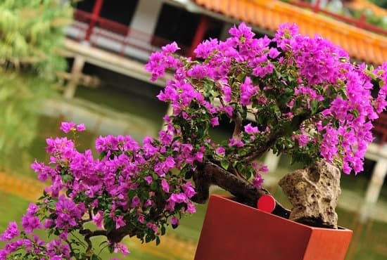 Quale Terriccio Per Bonsai Acero Rosso 1 Scelta del terriccio ideale per il tuo bonsai acero rosso: quali caratteristiche cercare