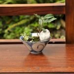 Come Potare Il Ficus Ginseng Bonsai Guida passo passo per potare il Ficus Ginseng Bonsai