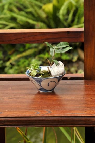 Come Potare Il Ficus Ginseng Bonsai 1 Guida passo passo per potare il Ficus Ginseng Bonsai