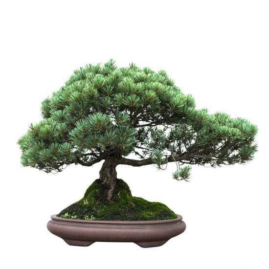 Come Innaffiare Il Bonsai Ficus Ginseng Mondo Bonsai