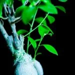 Segui i consigli per curare un bonsai cipresso in casa