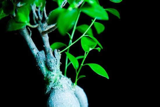Segui i consigli per curare un bonsai cipresso in casa
