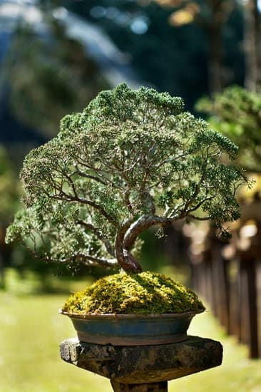Come E Quando Potare Un Bonsai Olmo 9 Scopri come e quando potare un bonsai olmo per mantenerlo sano e armonioso