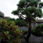 Come mantenere sano il bonsai di Ikea: consigli per cura e manutenzione