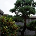 Come mantenere sano il bonsai di Ikea: consigli per cura e manutenzione