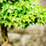Scopri i migliori metodi per COME TAGLIARE FOGLIE BONSAI con precisione
