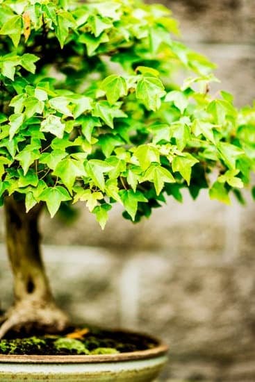 Come Tagliare Foglie Bonsai 1 Scopri i migliori metodi per COME TAGLIARE FOGLIE BONSAI con precisione