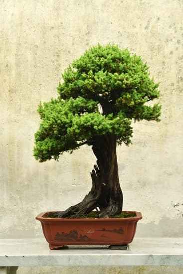 Come Impalcare Un Ulivo Bonsai 1 Guida pratica su come impalcare un ulivo bonsai per la cura ottimale