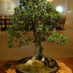 Come Riconoscere Un Bonsai Sano Scopri come riconoscere un bonsai sano in pochi passaggi