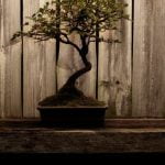 Utilizzare terriccio specifico per bonsai per una corretta crescita e nutrizione delle piante