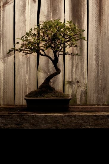 Per I Bonsai in Coltivazione Che Terriccio Usare 13 Utilizzare terriccio specifico per bonsai per una corretta crescita e nutrizione delle piante