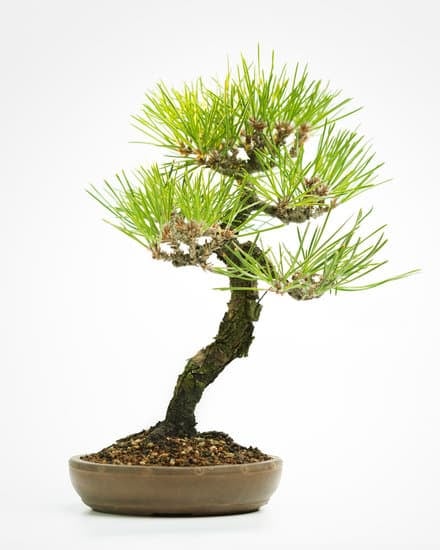 Quando E Come Potare I Bonsai 1 Sapere quando e come potare i bonsai è fondamentale per la loro crescita e forma