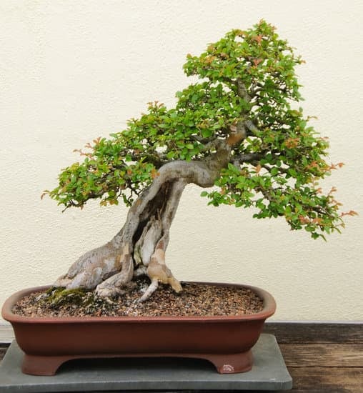 Come Capire Se Un Bonsai E' Ancora Vivo 1 Segnali di vita: come capire se un bonsai è ancora vivo
