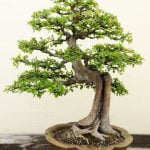 Come E Quando Potare Bonsai Ficus Ginseng Guida pratica su come e quando potare il bonsai Ficus Ginseng