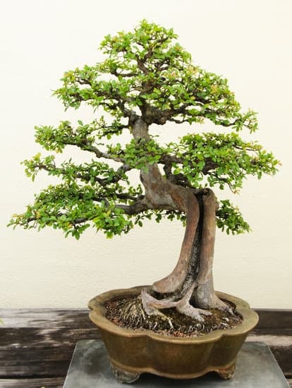 Come E Quando Potare Bonsai Ficus Ginseng 3 Guida pratica su come e quando potare il bonsai Ficus Ginseng