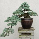 Come Dare Forma Al Bonsai Scopri come dare forma al bonsai con questi semplici consigli