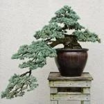 Scopri come dare forma al bonsai con questi semplici consigli