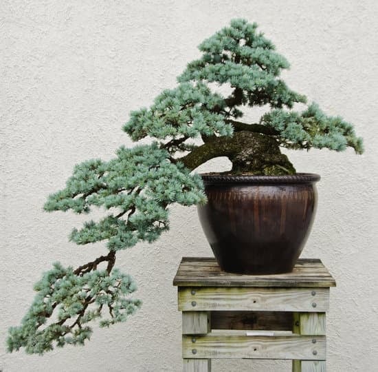 Scopri come dare forma al bonsai con questi semplici consigli