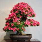 Quante Volte Innaffiare Bonsai Scopri quanti volte innaffiare bonsai: guida essenziale per la cura