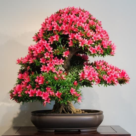 Quante Volte Innaffiare Bonsai 19 Scopri quanti volte innaffiare bonsai: guida essenziale per la cura