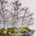 Dove Posso Comprare Un Bonsai a Legnago Scopri dove puoi acquistare un bonsai a Legnago