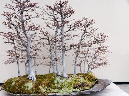 Dove Posso Comprare Un Bonsai a Legnago 1 Scopri dove puoi acquistare un bonsai a Legnago