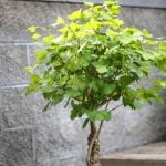 Scopri come eliminare afidi bonsai: rimedi naturali e senza danni alle piante