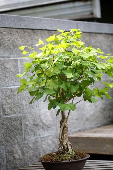 Come Eliminare Afidi Bonsai 1 Scopri come eliminare afidi bonsai: rimedi naturali e senza danni alle piante