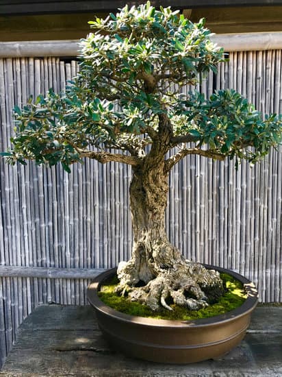 Come E Quando Innaffiare I Bonsai 1 Scopri come e quando innaffiare i bonsai per garantirne la salute e la bellezza nel tempo