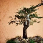 Come Diventa Un Bonsai Che Cambia Le Foglie Scopri come si trasforma un bonsai che cambia le foglie con questi semplici consigli