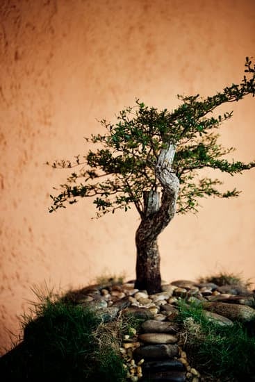 Come Diventa Un Bonsai Che Cambia Le Foglie 1 Scopri come si trasforma un bonsai che cambia le foglie con questi semplici consigli