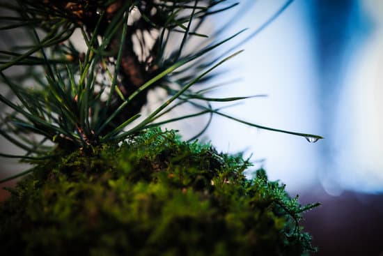 Dove Comprare Zeolite Per Bonsai 1 Scopri dove comprare zeolite per bonsai di qualità, online o presso negozi specializzati