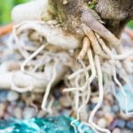 Come Curare Le Piante Bonsai Guida pratica su come curare le piante bonsai