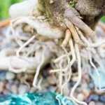 Guida pratica su come curare le piante bonsai