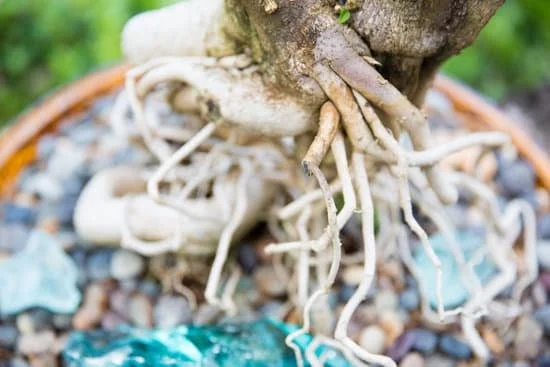 Guida pratica su come curare le piante bonsai