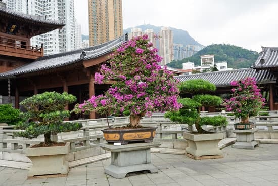 Scopri come fare un bonsai da una pianta di ulivo con questi semplici passaggi