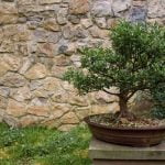 Come Curare Un Bonsai Portulacaria Scopri come curare un bonsai Portulacaria con i giusti accorgimenti e cure specifiche