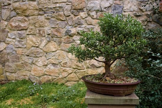 Scopri come curare un bonsai Portulacaria con i giusti accorgimenti e cure specifiche